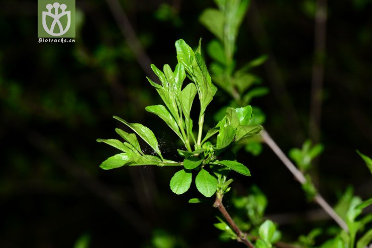 薄叶鼠李(rhamnus leptophylla) (3).jpg 相邻时间拍摄的照片      张