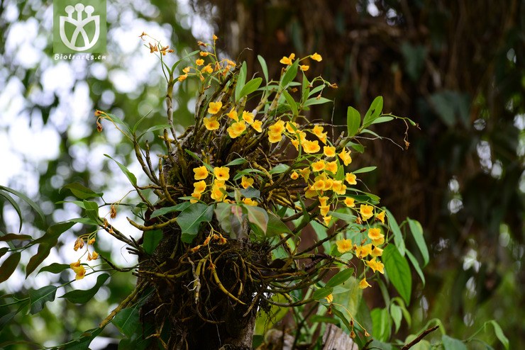 短棒石斛(dendrobium capillipes) (1).