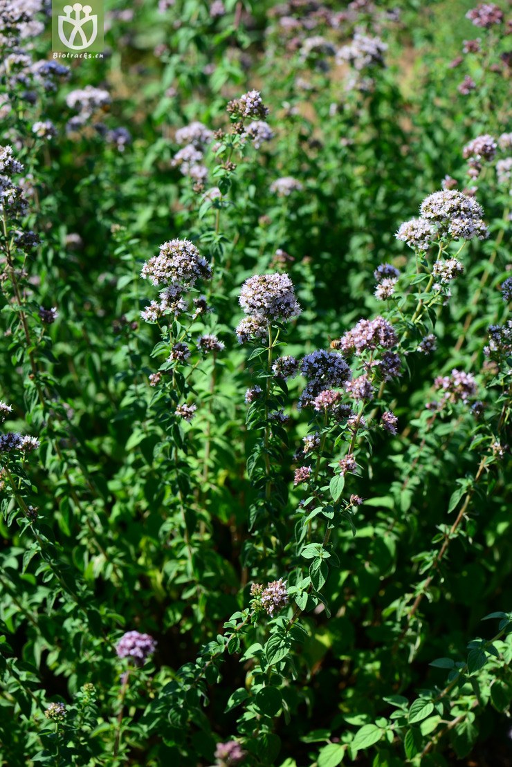 牛至(origanum vulgare) (9).jpg 相邻时间拍摄的照片      张