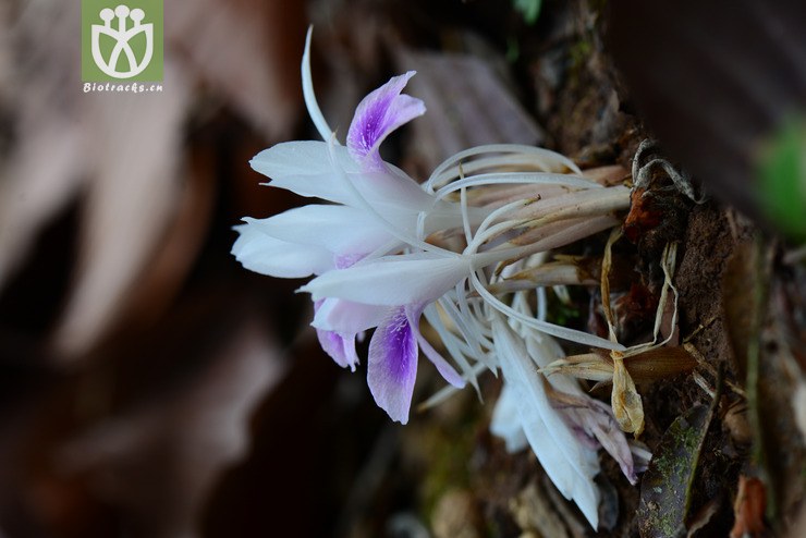海南三七(kaempferia rotunda) (20).jpg 相邻时间拍摄的照片      张