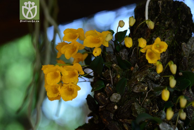 小黄花石斛(dendrobium jenkinsii) (13).