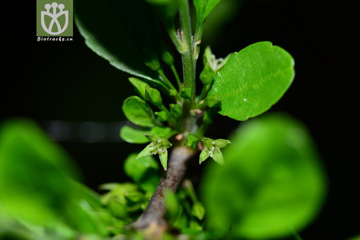 薄叶鼠李(rhamnus leptophylla) (2).jpg 相邻时间拍摄的照片      张