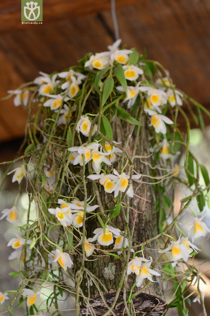 美花石斛(dendrobium loddigesii) (1)