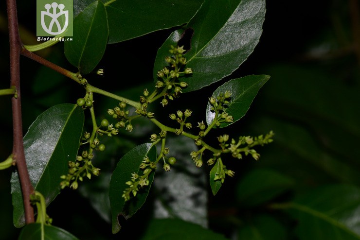 尼泊尔鼠李(rhamnus napalensis) (1).