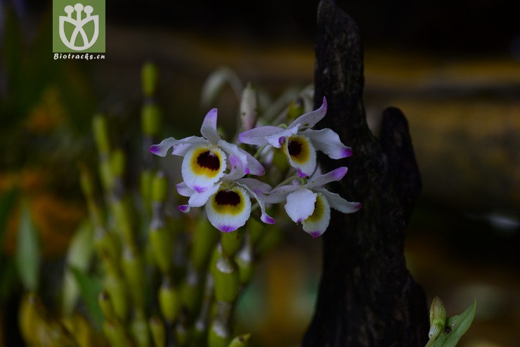 棒节石斛(dendrobium findlayanum) (1).