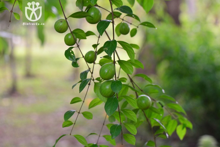 猪肚木(canthium horridum) (1).jpg 相邻时间拍摄的照片      张