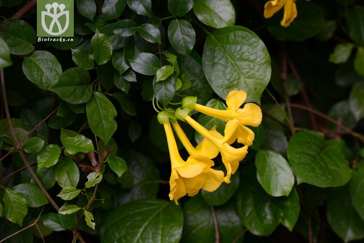 100% 猫爪藤(dolichandra unguis-cati) (10).