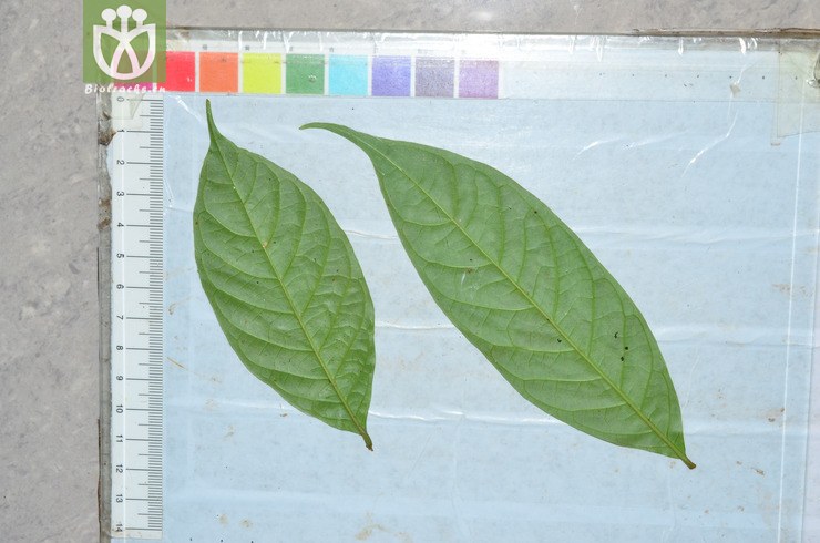香楠(aidia canthioides) (7).jpg 相邻时间拍摄的照片    31张