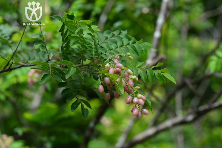 假黄皮(clausena excavata) (1).jpg 相邻时间拍摄的照片      张