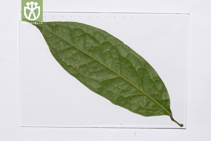 硬骨藤(pycnarrhena poilanei) (14).jpg 相邻时间拍摄的照片      张