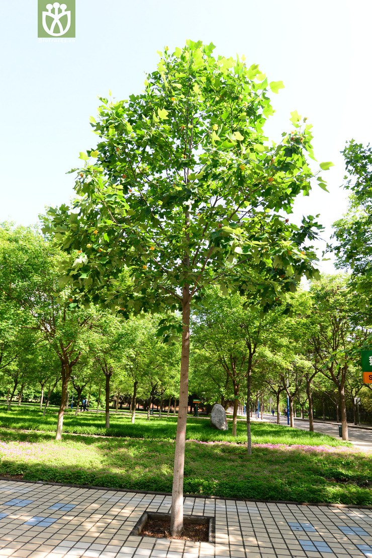 杂种鹅掌楸(liriodendron chinense × tulipifera) (64).