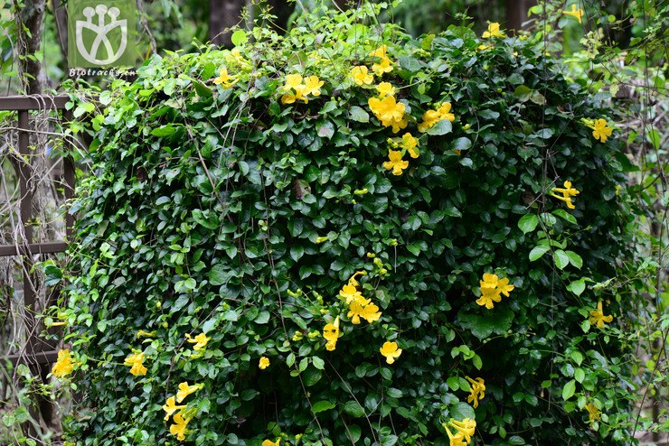 猫爪藤(dolichandra unguis-cati) (0).