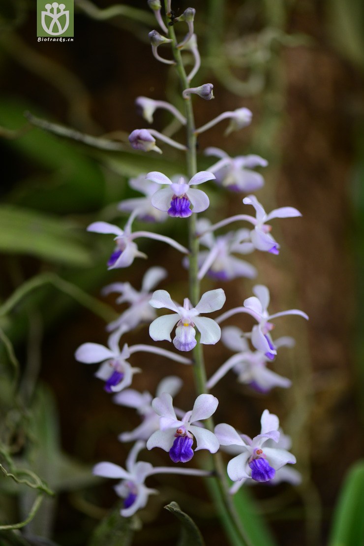 小蓝万代兰(vanda coerulescens) (2)