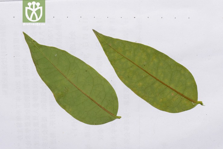 铁青树属(olax) (13).jpg 相邻时间拍摄的照片    31张