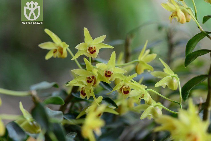 黄石斛(dendrobium tosaense) (2).jpg 相邻时间拍摄的照片      张
