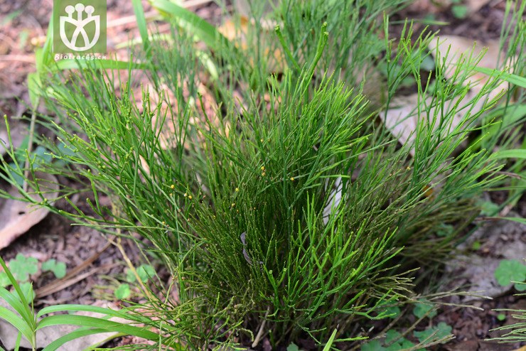 100% 松叶蕨(psilotum nudum) (3).jpg 相邻时间拍摄的照片 共 30张