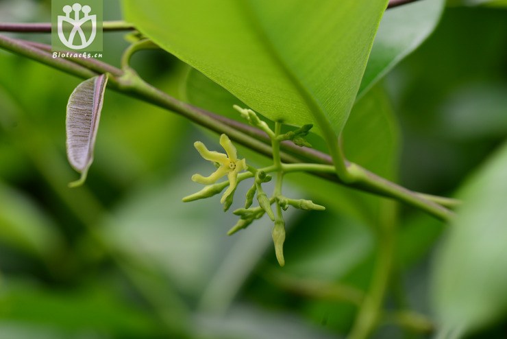 古钩藤(cryptolepis buchananii) (7).