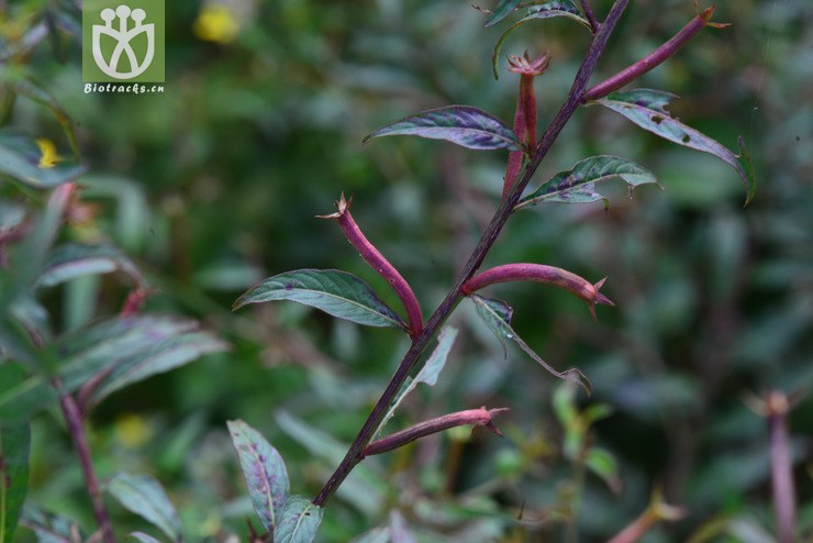 假柳叶菜(ludwigia epilobiloides) (7).