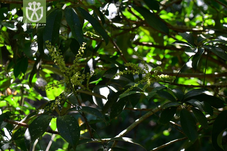 密脉鹅掌柴(schefflera elliptica) (2).