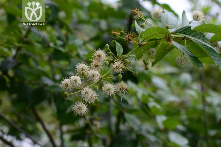 风箱树(cephalanthus tetrandrus) (45).