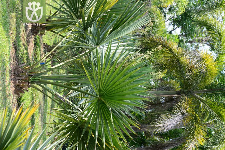 矮菜棕(sabal minor) (18).jpg 相邻时间拍摄的照片    31张