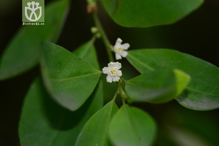 古柯(erythroxylum novogranatense) (1).