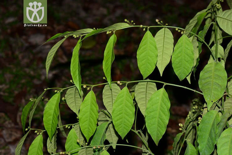 野香橼花(capparis bodinieri) (3)jpg 相邻时间拍摄的照片      张