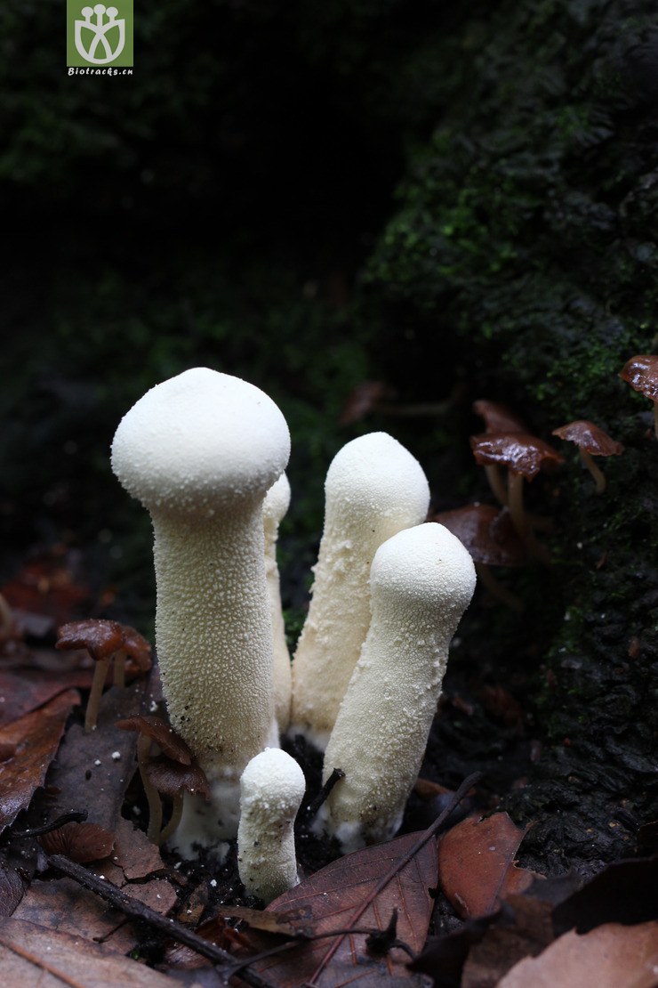 网纹马勃属lycoperdon (2).jpg 相邻时间拍摄的照片      张