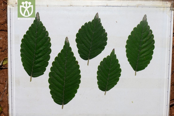 大叶榉树(zelkova schneideriana) (1).