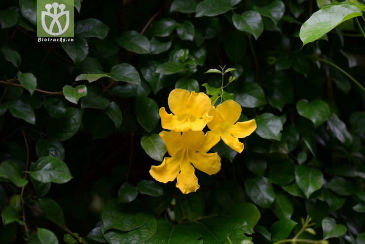 猫爪藤(dolichandra unguis-cati) (5).