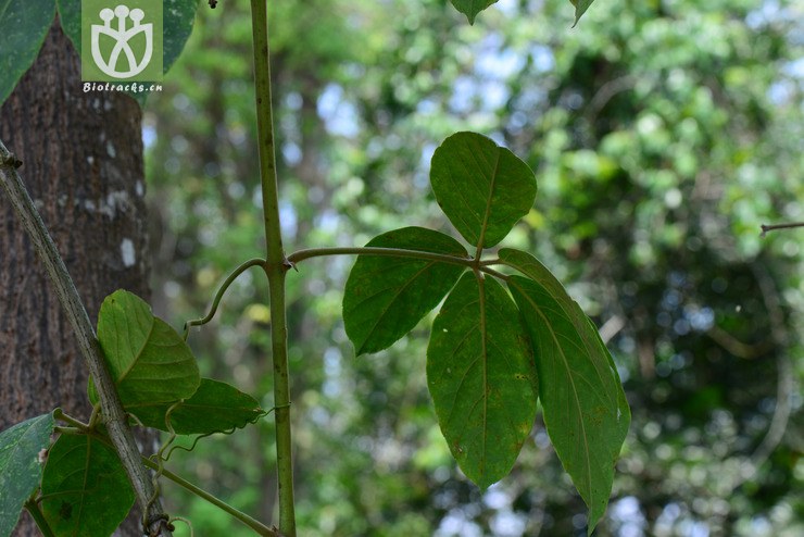 毛枝崖爬藤(tetrastigma obovatum) (8).