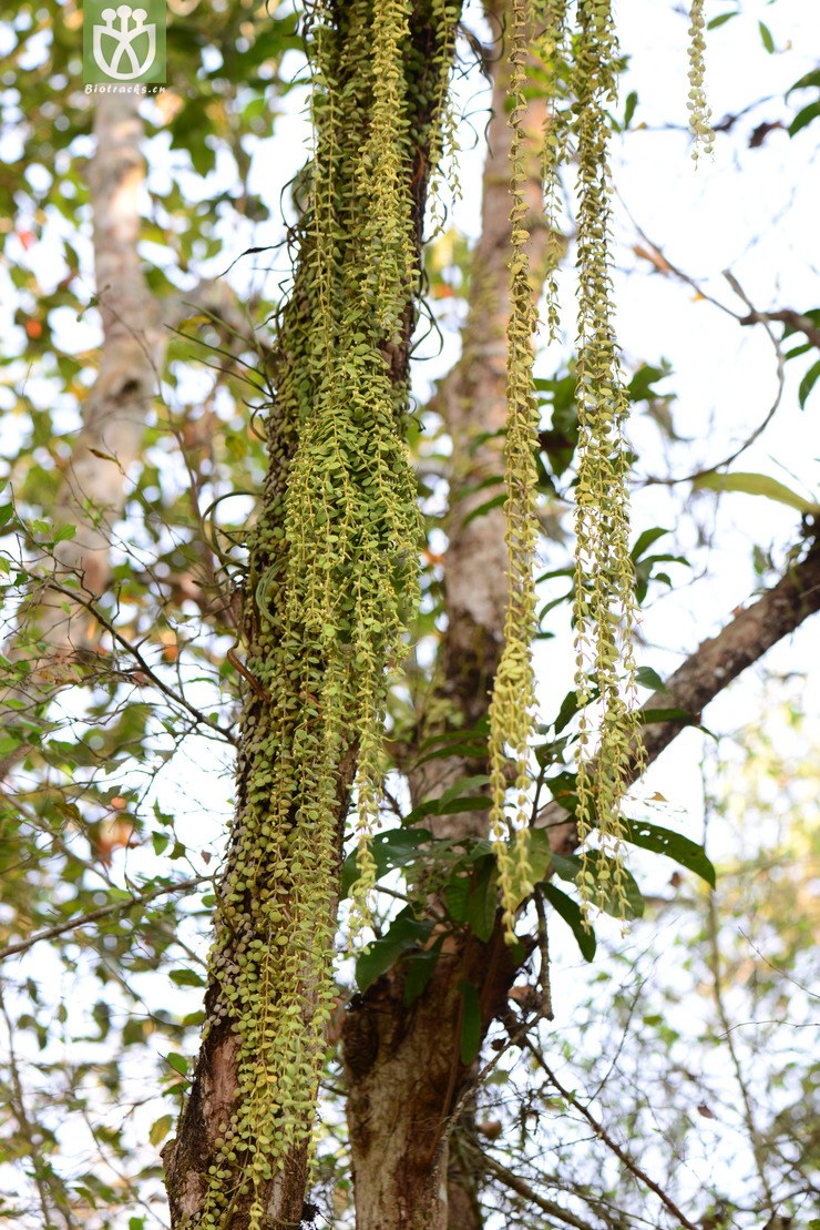 圓葉眼樹蓮(dischidia nummularia) (0).