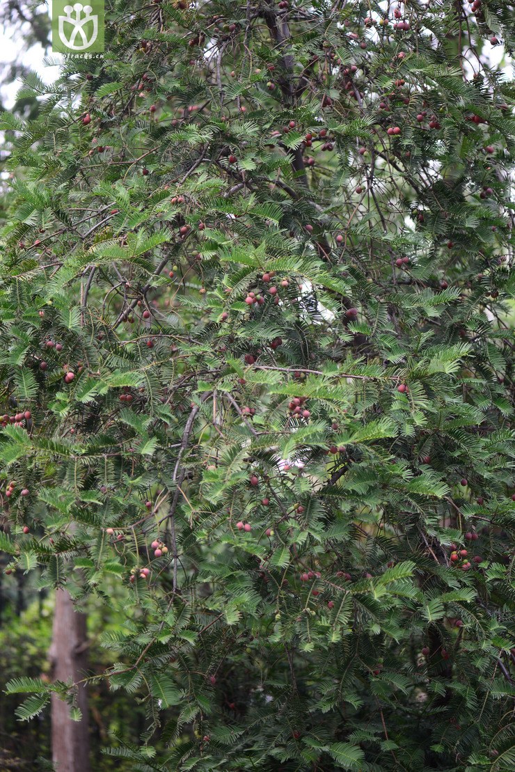 粗榧(cephalotaxus sinensis) (5).jpg 相邻时间拍摄的照片      张