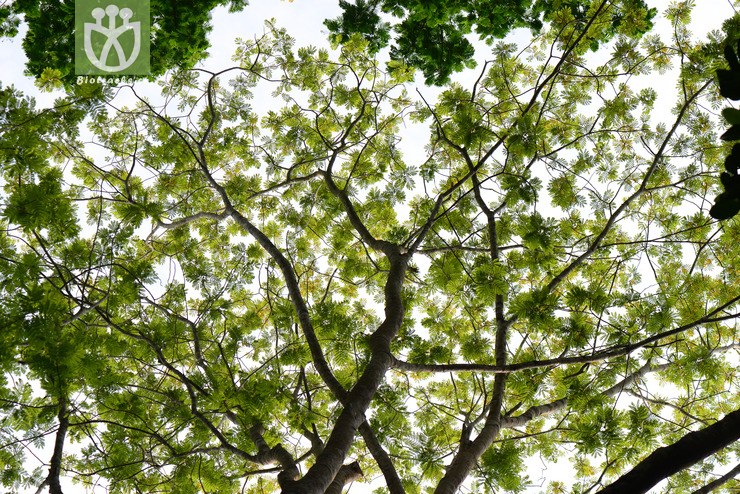 银珠(peltophorum dasyrrhachis var. tonkinensis) (3).