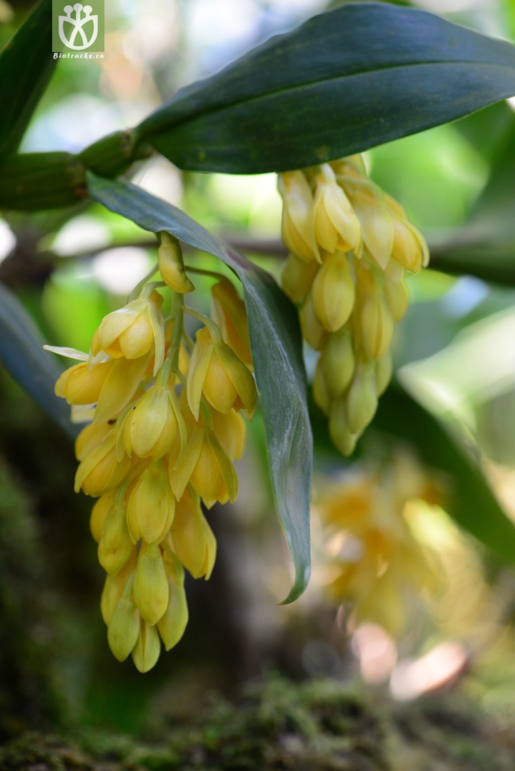 具槽石斛(dendrobium sulcatum) (6).jpg相邻时间拍摄的照片共31张