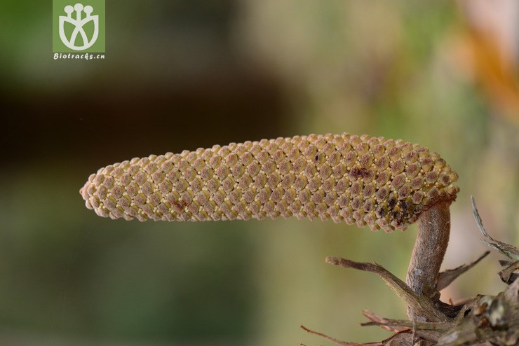 莱邦博非洲铁(encephalartos lebomboensis) (6).
