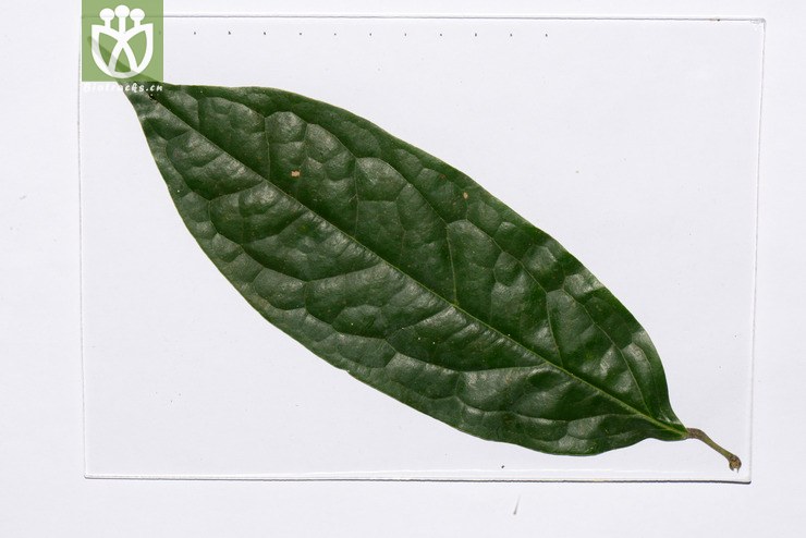 硬骨藤(pycnarrhena poilanei) (13).jpg 相邻时间拍摄的照片      张