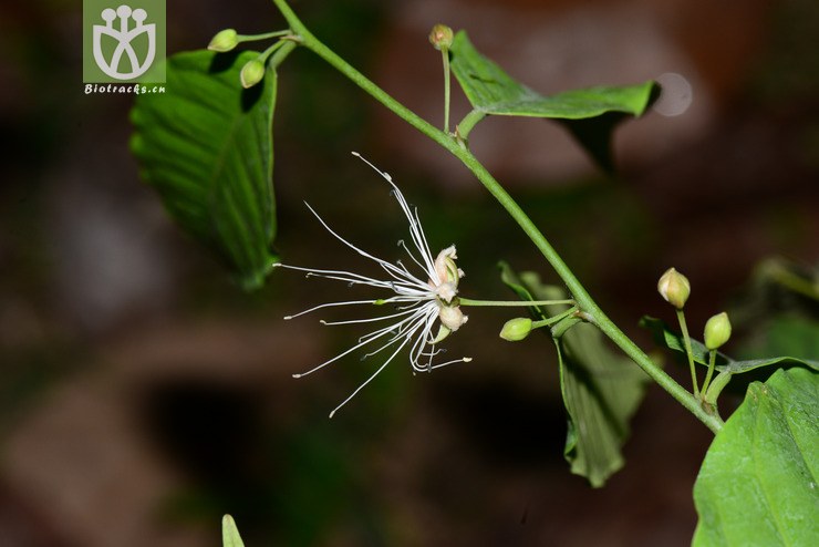 野香橼花(capparis bodinieri) (4)jpg 相邻时间拍摄的照片      张