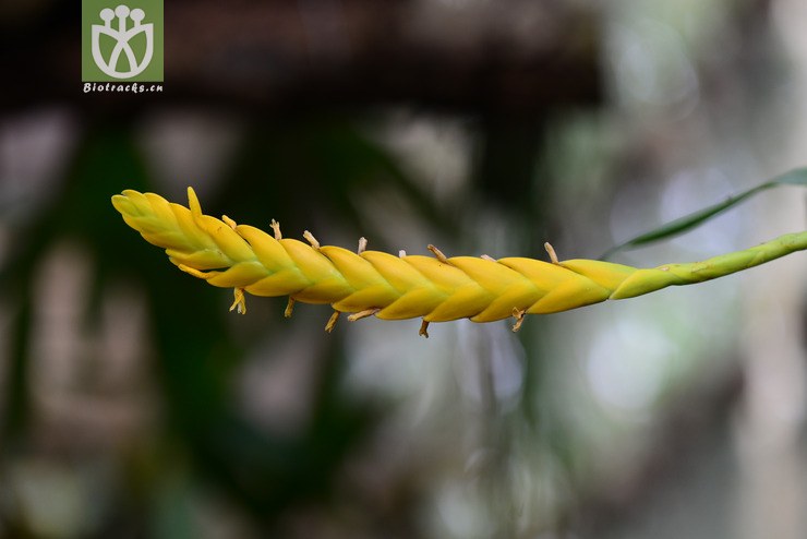 黄花丽穗凤梨(vriesea ospinae) (0).jpg 相邻时间拍摄的照片      张