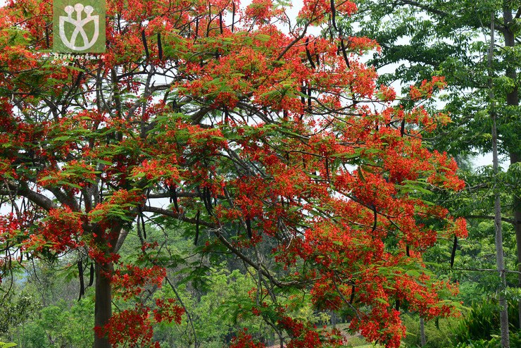 凤凰木(delonix regia) (17).jpg 相邻时间拍摄的照片      张