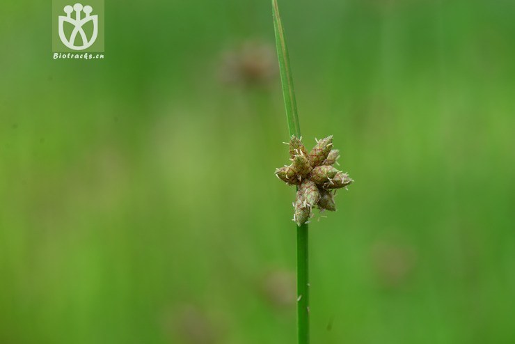 水毛花(schoenoplectus mucronatus subsp. robustus) (5).