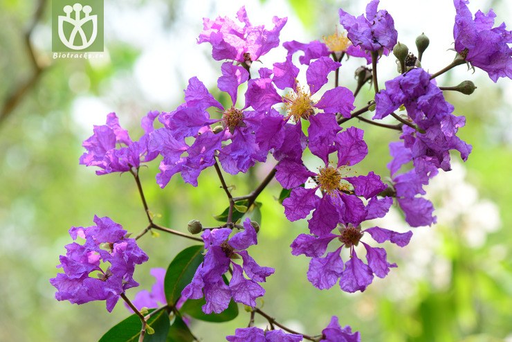 紫薇属(lagerstroemia) (17).jpg 相邻时间拍摄的照片      张