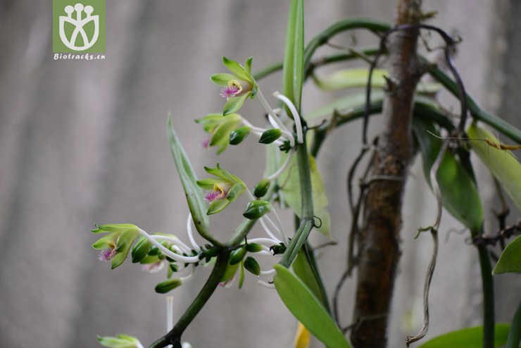 香荚兰属(vanilla) (2).jpg 相邻时间拍摄的照片    31张