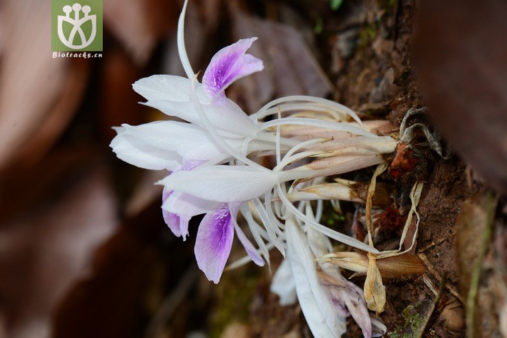海南三七(kaempferia rotunda) (25).jpg 相邻时间拍摄的照片    31张