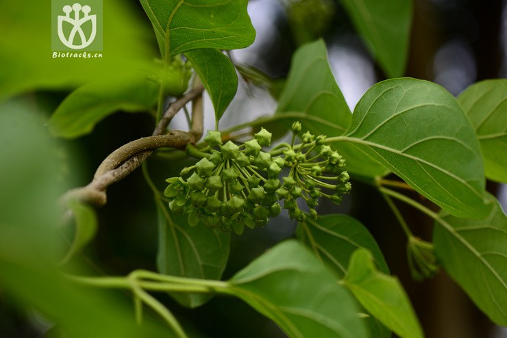 南山藤(dregea volubilis) (11).jpg 相邻时间拍摄的照片    31张