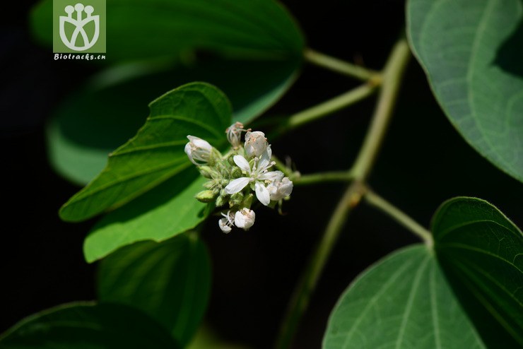 鞍叶羊蹄甲(bauhinia brachycarpa) (0).