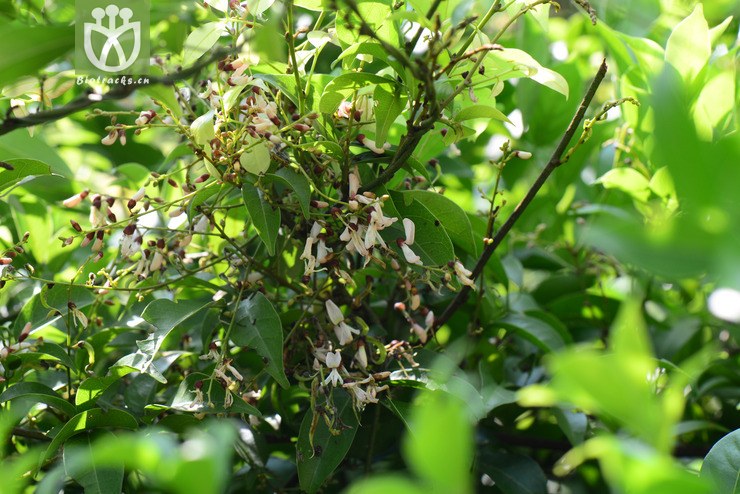 尾叶鱼藤(derris caudatilimba) (3).jpg 相邻时间拍摄的照片      张