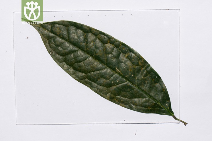 硬骨藤(pycnarrhena poilanei) (15).jpg 相邻时间拍摄的照片      张