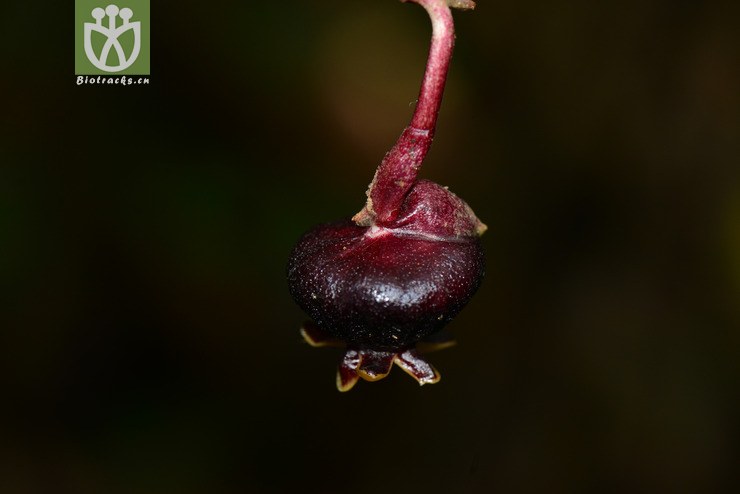 河口蜘蛛抱蛋(aspidistra hekouensis) (17)