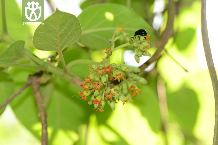 通光散(marsdenia tenacissima) (4).jpg